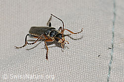 Foto: Cantharis pagana (Weichkäfer)