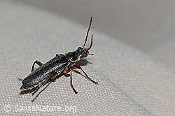 Cantharis pagana (Weichkäfer) (08.07.2023, C263187)