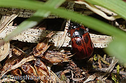 Foto: Gonioctena nivosa (Blattkäfer)
