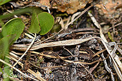 Photo: Odontoscelis fuliginosa