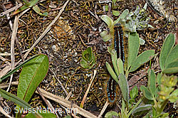 Foto: Alpen-Ringelspinner (Malacosoma alpicola)