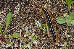 Foto: Alpen-Ringelspinner (Malacosoma alpicola)