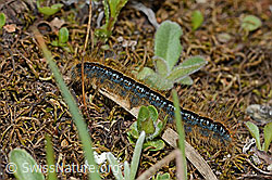 Alpen-Ringelspinner (Malacosoma alpicola) (08.07.2023, C263225)