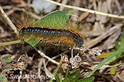 Alpen-Ringelspinner (Malacosoma alpicola) (08.07.2023, C263228)