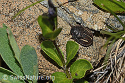 Photo: Odontoscelis fuliginosa