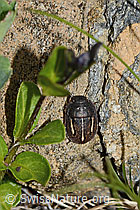 Photo: Odontoscelis fuliginosa