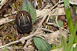 Photo: Schildwanze