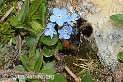 Berglandhummel (Bombus monticola) an Alpen-Vergissmeinnicht (Myosotis alpestris) (C263253) Berglandhummel (Bombus monticola) an Alpen-Vergissmeinnicht (Myosotis alpestris) (C263253)