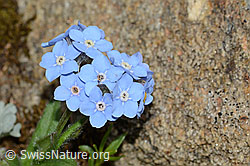 Alpen-Vergissmeinnicht (Myosotis alpestris) (C263259) Alpen-Vergissmeinnicht (Myosotis alpestris) (C263259)