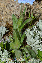 Alpen-Vergissmeinnicht (Myosotis alpestris) (C263261) Alpen-Vergissmeinnicht (Myosotis alpestris) (C263261)