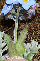 Alpen-Vergissmeinnicht (Myosotis alpestris) (C263262) Alpen-Vergissmeinnicht (Myosotis alpestris) (C263262)