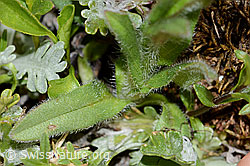 Alpen-Vergissmeinnicht (Myosotis alpestris) (C263264) Alpen-Vergissmeinnicht (Myosotis alpestris) (C263264)