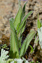 Alpen-Vergissmeinnicht (Myosotis alpestris) (C263265) Alpen-Vergissmeinnicht (Myosotis alpestris) (C263265)