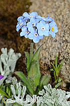 Alpen-Vergissmeinnicht (Myosotis alpestris) (C263268) Alpen-Vergissmeinnicht (Myosotis alpestris) (C263268)