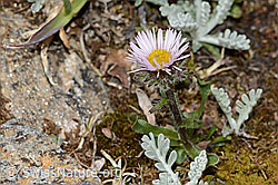 Einköpfiges Berufkraut (Erigeron uniflorus) (C263298) Einköpfiges Berufkraut (Erigeron uniflorus) (C263298)