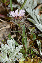 Einköpfiges Berufkraut (Erigeron uniflorus) (C263299) Einköpfiges Berufkraut (Erigeron uniflorus) (C263299)