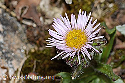 Einköpfiges Berufkraut (Erigeron uniflorus) (C263302) Einköpfiges Berufkraut (Erigeron uniflorus) (C263302)