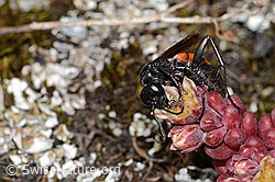 Frühlings-Wegwespe (Anoplius viaticus) auf Dunklem Mauerpfeffer (Sedum atratum) (C263343)