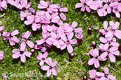 Kalk-Polsternelke (Silene acaulis) (C263352) Kalk-Polsternelke (Silene acaulis) (C263352)