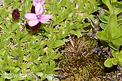 Kalk-Polsternelke (Silene acaulis) (C263353) Kalk-Polsternelke (Silene acaulis) (C263353)