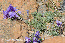 Alpen-Leinkraut (Linaria alpina) (C263384) Alpen-Leinkraut (Linaria alpina) (C263384)