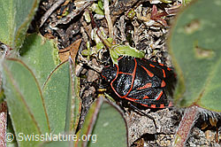 Foto: Eurydema rotundicollis (Baumwanze)