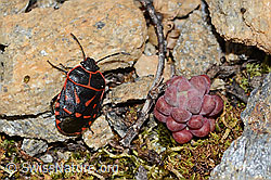 Foto: Eurydema rotundicollis (Baumwanze)