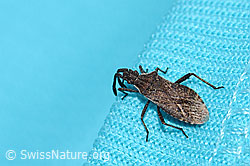Coriomeris denticulatus (Randwanze) (C263418) Coriomeris denticulatus (Randwanze) (C263418)
