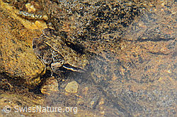 Grasfrosch (Rana temporaria) (08.07.2023, C263448)