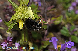 Steinhummel (Bombus lapidarius) an Schmalblättrigem Klappertopf (Rhinanthus glacialis) (C263459) Steinhummel (Bombus lapidarius) an Schmalblättrigem Klappertopf (Rhinanthus glacialis) (C263459)
