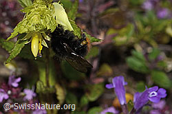 Steinhummel (Bombus lapidarius) an Schmalblättrigem Klappertopf (Rhinanthus glacialis) (C263460) Steinhummel (Bombus lapidarius) an Schmalblättrigem Klappertopf (Rhinanthus glacialis) (C263460)