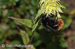 Steinhummel (Bombus lapidarius) an Schmalblättrigem Klappertopf (Rhinanthus glacialis) (C263461) Steinhummel (Bombus lapidarius) an Schmalblättrigem Klappertopf (Rhinanthus glacialis) (C263461)