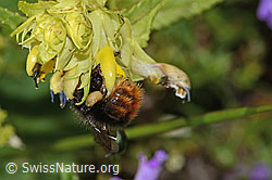 Steinhummel (Bombus lapidarius) an Schmalblättrigem Klappertopf (Rhinanthus glacialis) (C263484) Steinhummel (Bombus lapidarius) an Schmalblättrigem Klappertopf (Rhinanthus glacialis) (C263484)