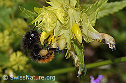 Steinhummel (Bombus lapidarius) an Schmalblättrigem Klappertopf (Rhinanthus glacialis) (08.07.2023, C263485)