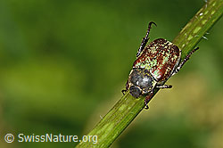 Goldstaub-Laubkäfer (Hoplia argentea) (C263495)