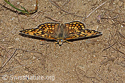 Wachtelweizen-Scheckenfalter (Melitaea athalia) (08.07.2023, C263507)