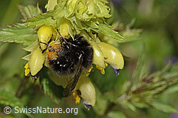 Steinhummel (Bombus lapidarius) an Schmalblättrigem Klappertopf (Rhinanthus glacialis) (C263511) Steinhummel (Bombus lapidarius) an Schmalblättrigem Klappertopf (Rhinanthus glacialis) (C263511)
