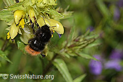 Steinhummel (Bombus lapidarius) an Schmalblättrigem Klappertopf (Rhinanthus glacialis) (C263512) Steinhummel (Bombus lapidarius) an Schmalblättrigem Klappertopf (Rhinanthus glacialis) (C263512)
