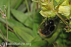 Steinhummel (Bombus lapidarius) an Schmalblättrigem Klappertopf (Rhinanthus glacialis) (C263515) Steinhummel (Bombus lapidarius) an Schmalblättrigem Klappertopf (Rhinanthus glacialis) (C263515)