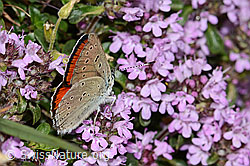 Lilagold-Feuerfalter (Lycaena hippothoe eurydame) auf Frühblühendem Thymian (Thymus praecox ssp. praecox) (C263561)