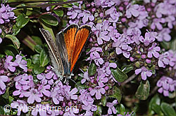 Lilagold-Feuerfalter (Lycaena hippothoe eurydame) auf Frühblühendem Thymian (Thymus praecox ssp. praecox) (C263570)