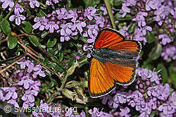 Lilagold-Feuerfalter (Lycaena hippothoe eurydame) auf Frühblühendem Thymian (Thymus praecox ssp. praecox) (C263572)