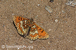 Wachtelweizen-Scheckenfalter (Melitaea athalia) (08.07.2023, C263574)