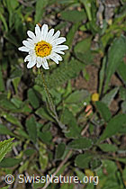 Berg-Margerite (Leucanthemum adustum) (C263593)