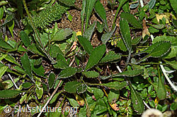 Berg-Margerite (Leucanthemum adustum) (C263595)