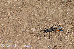 Gemeine Sandwespe (Ammophila sabulosa) (C263606)