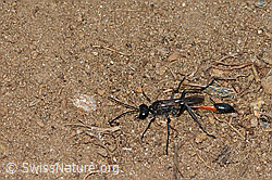Gemeine Sandwespe (Ammophila sabulosa) (08.07.2023, C263608)
