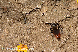 Foto: Sphecodes gibbus (Blutbiene)