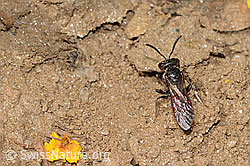 Foto: Sphecodes gibbus (Blutbiene)