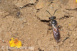 Foto: Sphecodes gibbus (Blutbiene)